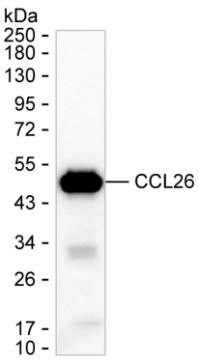 CCL26
